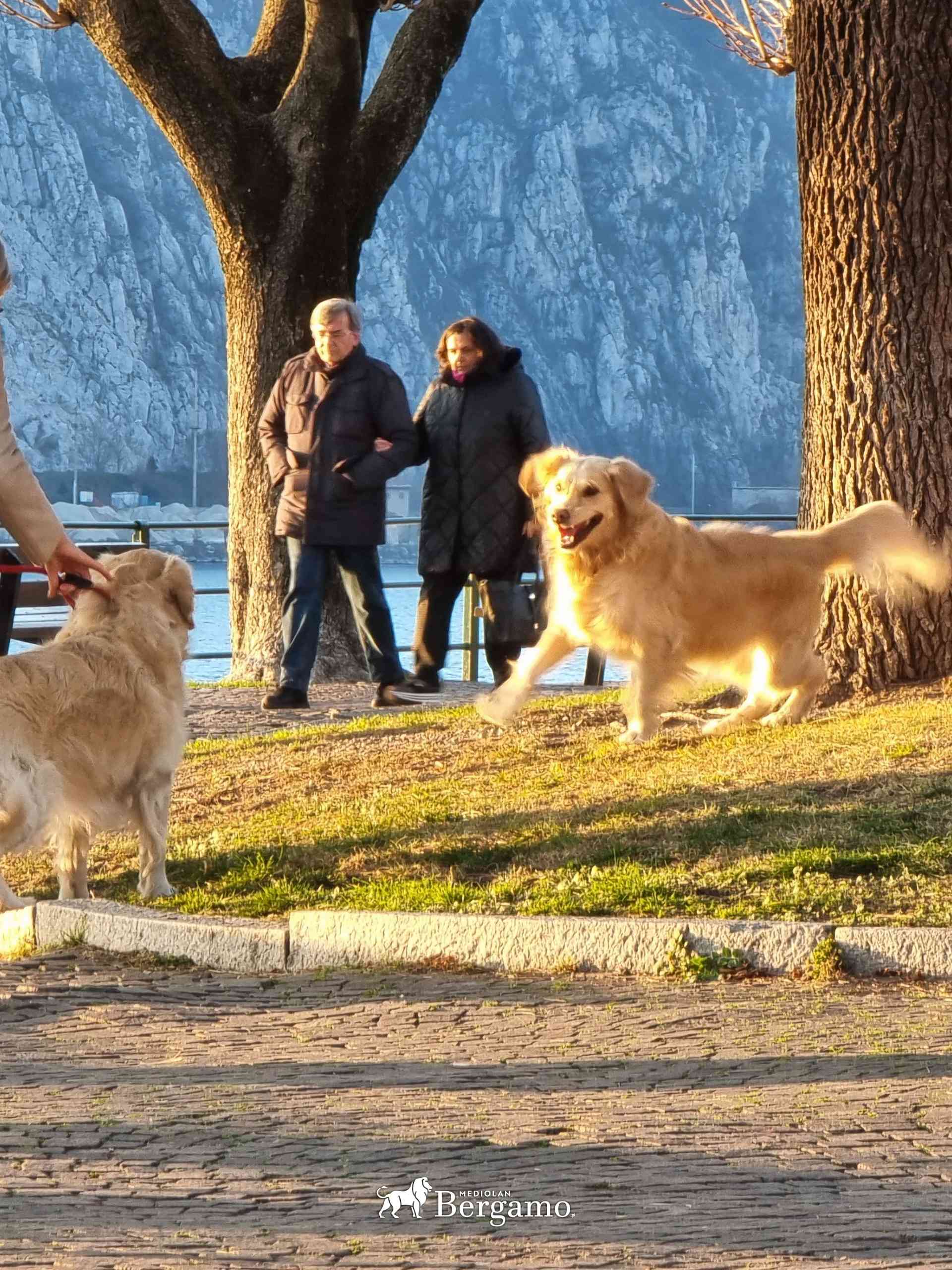 Garda Como z Psem